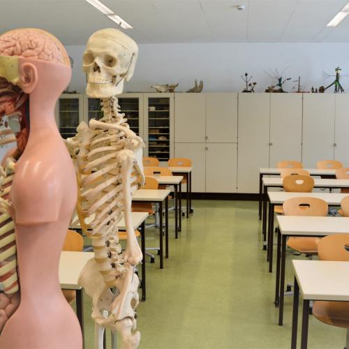 Biologiesaal Skelett